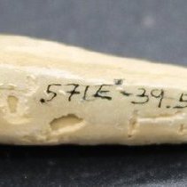 Echinoid spine abrader with visible alternate id number