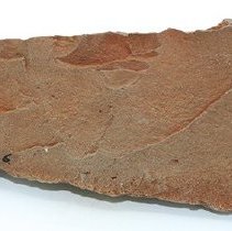 Adze blank with alternate id number visible