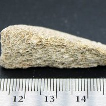 Profile of small coral abrader with ruler