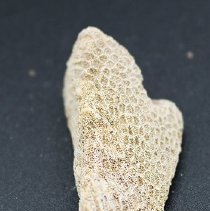 Lengthwise view of coral abrader with ruler