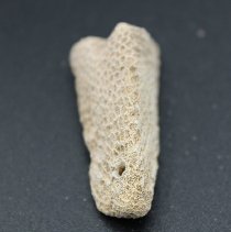 Lengthwise view of coral abrader with ruler