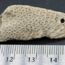 Small coral abrader with ruler