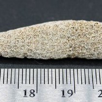 Coral abrader (profile view) with ruler