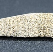 Closeup profile of a coral abrader