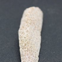 Lengthwise closeup view of coral abrader