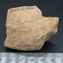 Coral abrader with visible alternate id number and ruler