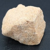 Closeup of coral abrader