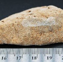 Profile of coral abrader with ruler