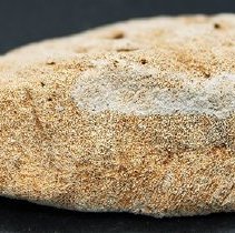 Closeup profile of coral abrader