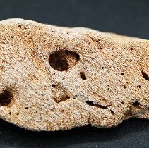 Close up profile of coral abrader