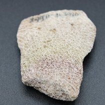 Closeup of coral abrader with ruler