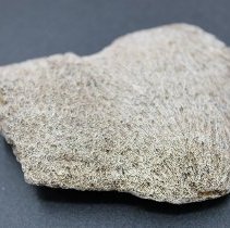 Closeup of coral abrader