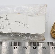 Small shell with artifact bag and ruler