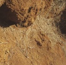 Pa'u o Hi'iaka along erosion cut