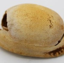 Profile of broken lu he'e (octopus lure) of cowry shell