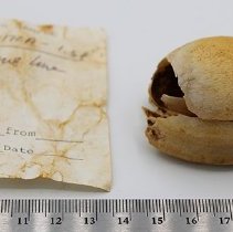 Broken shell lure with artifact slip and ruler