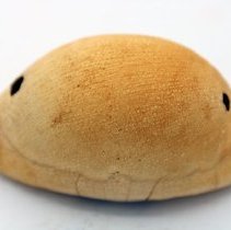 Closeup of lu he'e (cowry shell lure)