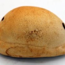 Closeup profile of lu he'e (cowry shell lure)