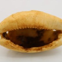 Bottom of lu he'e (cowry shell lure)