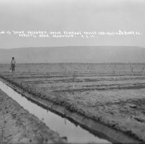 ONE OF YOUNG ORCHARDS UNDER PLEASANT VALLEY IRRIGATION & POWER CO. PROJECT. NEAR OKANOGAN. F.S.M