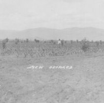 NEW ORCHARD.   F.S.M.