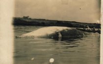 Dead Whale off Short Sands