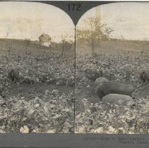 Stereograph
