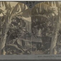 Stereograph
