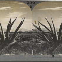 Stereograph