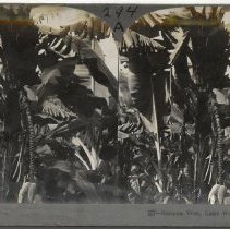 Stereograph