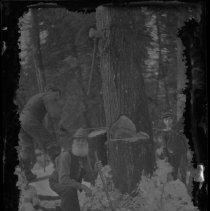 Wingrove family cuts down tree