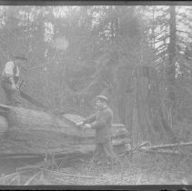 John and George Wingrove sawing a tree