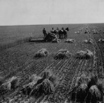 Harvesting Wheat