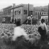 Sheep on Havre Street
