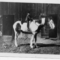 Print, Photographic - Four Dibble Brothers with their dog. Left to ...