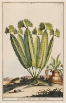 Abraham Munting - Lingua cervina coronata