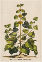 Abraham Munting - Marrubium majus tomentosum