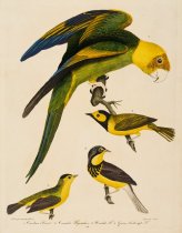 Alexander Wilson - Carolina Parrot and Flycatchers