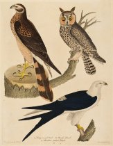 Alexander Wilson - Long-eared Owl, Marsh Hawk, Swallow-tailed Hawk