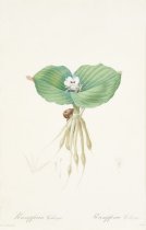 Pierre-Joseph Redoute - Kaempferia Galanga