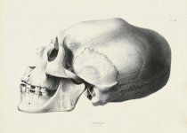 Seth Eastman - Skull of a Chinook Indian, Side View