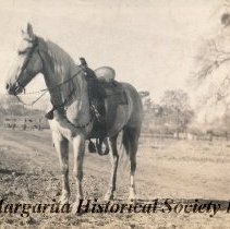 Ed Epperly Palomino Saddle Horse at Garden Farms 1920