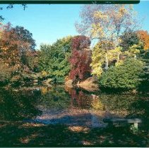 Dark red Gum Tree, Auburn Lake