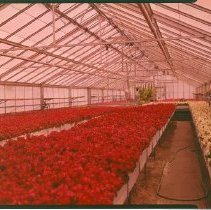 Greenhouses