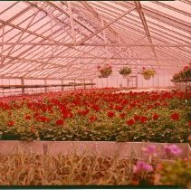 Greenhouses