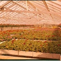 Greenhouses Interior