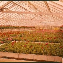 Greenhouses