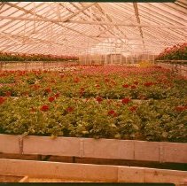 Greenhouses