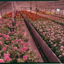 Greenhouse Geraniums