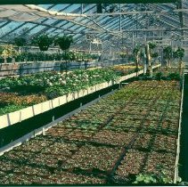 Greenhouses